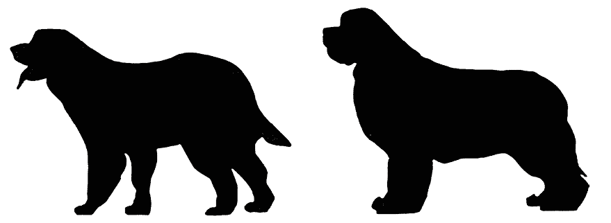 Newfoundlands | But I Don’t Need a Show Dog !