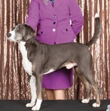 The Versatile Mountain Cur | America’s Original Working Dog The Versatile Mountain Cur | America’s Original Working Dog