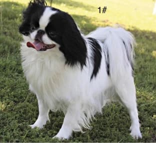 10-Pound Champion-Sired Bitch - Produced large, naturally whelped litters. Offspring includes Specialty & Group winners and some great family companions. Perfect markings, very sound, not enough type to show. Fantastic to live with, ideal for companion or new person to the breed. STRENGTH. 10-Pound Champion-Sired Bitch - Produced large, naturally whelped litters. Offspring includes Specialty & Group winners and some great family companions. Perfect markings, very sound, not enough type to show. Fantastic to live with, ideal for companion or new person to the breed. STRENGTH.