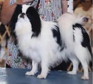 Champion Bitch - Shown in all-breed competition, winning multiple major wins. Good mother, average-sized litters. More uniform quality in her offspring than #1. Puppies required more assistance in weaning. Pleasant type with hallmarks. Not a specialty dog. 8 lbs. Champion Bitch - Shown in all-breed competition, winning multiple major wins. Good mother, average-sized litters. More uniform quality in her offspring than #1. Puppies required more assistance in weaning. Pleasant type with hallmarks. Not a specialty dog. 8 lbs.