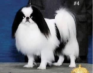 Grand Champion Specialty and Group-winning Bitch - Ending point of extreme type, exactly what you want to show, 5.5 lbs. Bred three times, produced three babies total, one tiny bitch finished. Her two BIS winning brothers have sired many champions. Grand Champion Specialty and Group-winning Bitch - Ending point of extreme type, exactly what you want to show, 5.5 lbs. Bred three times, produced three babies total, one tiny bitch finished. Her two BIS winning brothers have sired many champions.