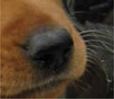 A black nose on a Vizsla is a disqualification. A black nose on a Vizsla is a disqualification.
