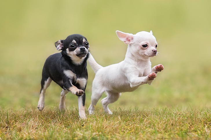 Is Your Identity Part of a Puppy Scam?