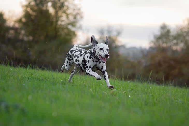Spotlight Dalmatians | Connie Wagner