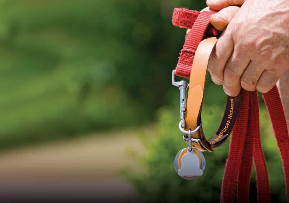 New Year, New Puppy, New Goals | Proverbial walk down memory lane with a leash in your hand