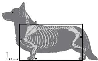Figure 4. Cardigan Welsh Corgi Proportion Measurements