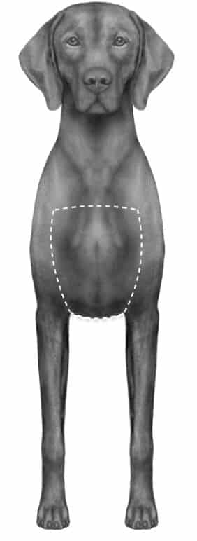 This illustration identifies the acceptable boundary for white on the front of the forechest. This illustration identifies the acceptable boundary for white on the front of the forechest.