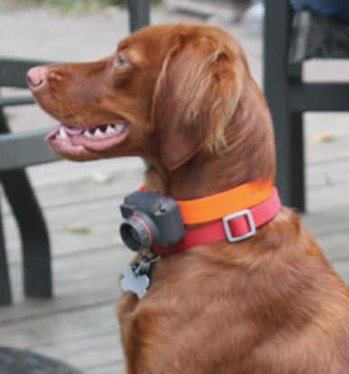 Vizsla Disqualifications
