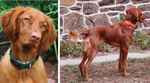 Long hair on a Vizsla is a disqualification. Long hair on a Vizsla is a disqualification.