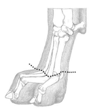 White extending above the toes is a disqualification. White extending above the toes is a disqualification.