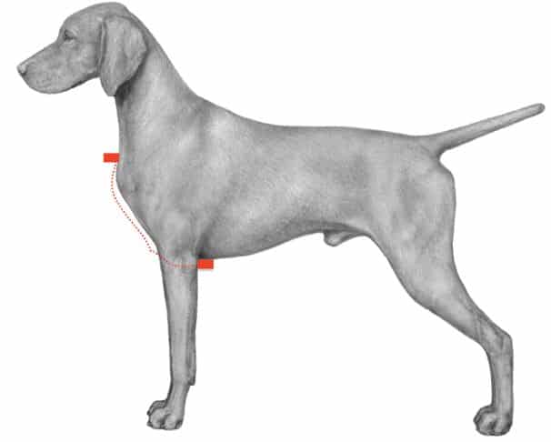 Vizsla Disqualifications