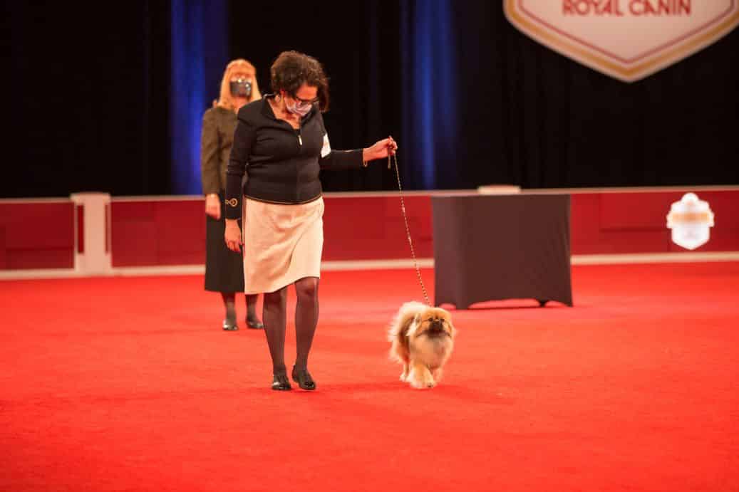 2022 AKC National Championship Judging Panel Now Available