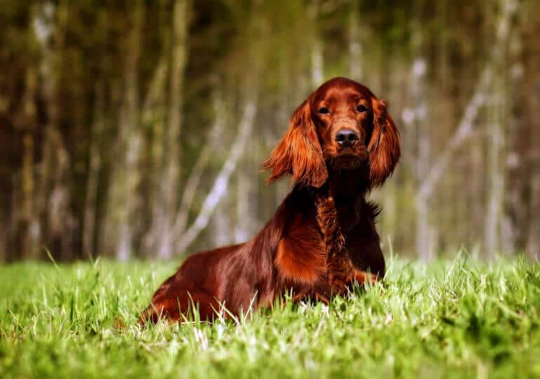 Sporting Group Judge Norbert Dee