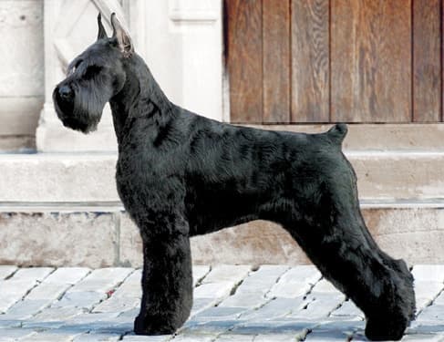 Giant Schnauzer Breed Standard Giant Schnauzer Breed Standard