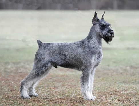 Giant Schnauzer Breed Standard Giant Schnauzer Breed Standard