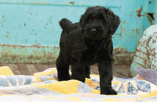 The Giant Schnauzer | It’s All About the Breed Standard