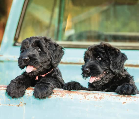 The Giant Schnauzer | It’s All About the Breed Standard