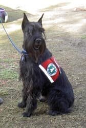 Standard Schnauzer’s Standard