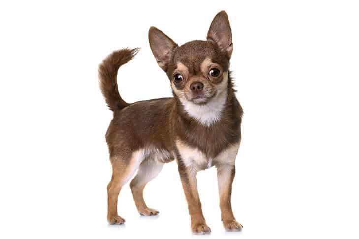 Breeding The Chihuahua For The Show Ring