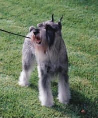 Standard Schnauzer’s Standard