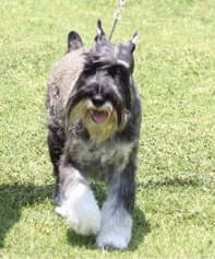 Standard Schnauzer’s Standard