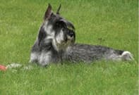 Standard Schnauzer’s Standard