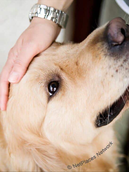 Purebred Breeder Bonded By Birthing