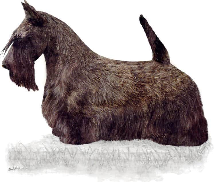 Scottish Terrier Standard