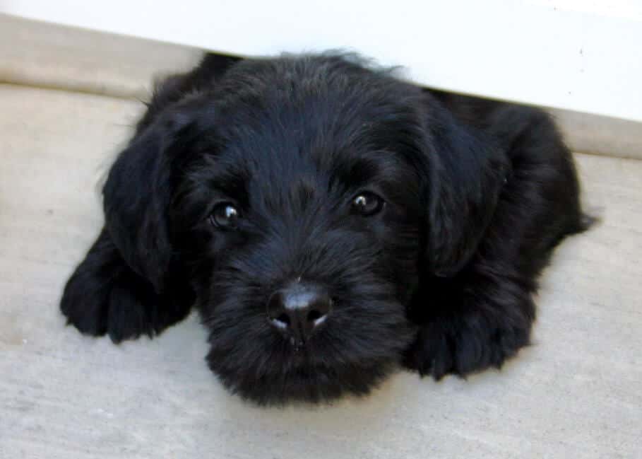 Standard Schnauzer's Standard