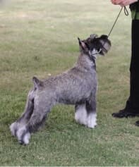 Standard Schnauzer’s Standard