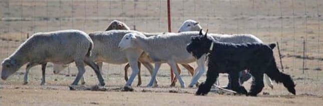 The Giant Schnauzer | It’s All About the Breed Standard
