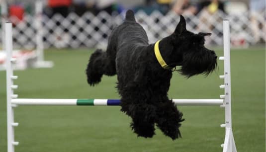 The Giant Schnauzer | It’s All About the Breed Standard