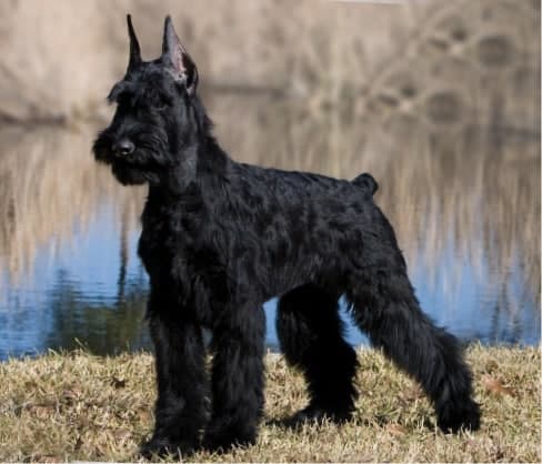 Giant Schnauzer Breed Standard Giant Schnauzer Breed Standard