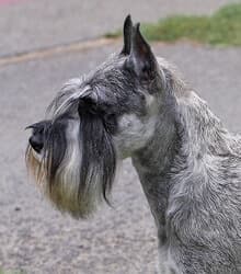 Standard Schnauzer's Standard Standard Schnauzer's Standard