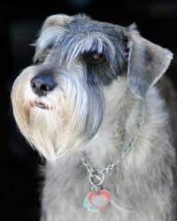 Standard Schnauzer's Standard Standard Schnauzer's Standard