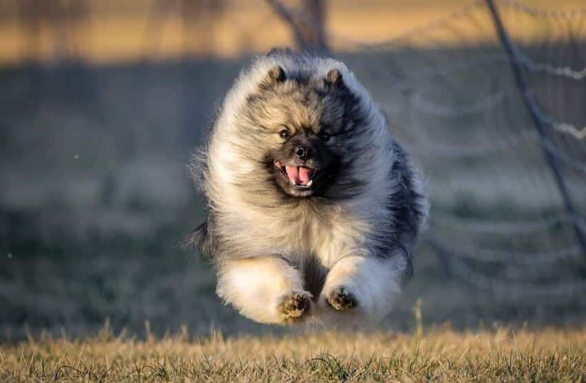 Purebred Keeshond