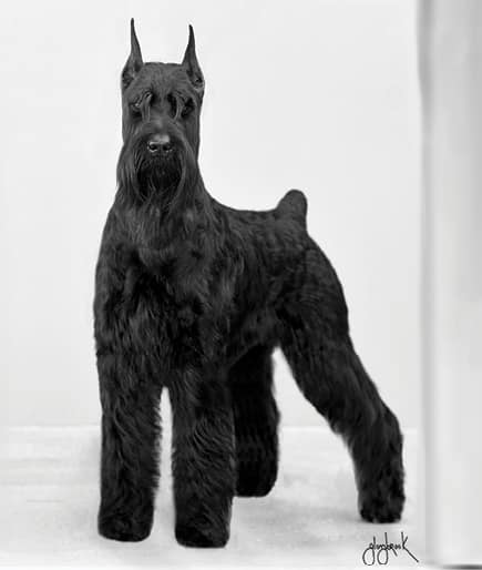 The Giant Schnauzer | It’s All About the Breed Standard