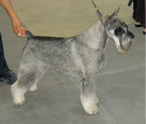Standard Schnauzer’s Standard