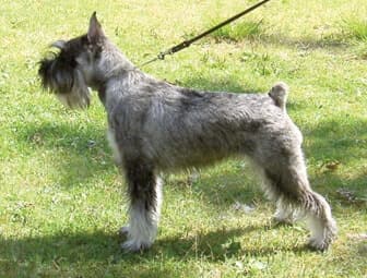 Standard Schnauzer's Standard Standard Schnauzer's Standard