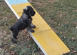 Standard Schnauzer’s Standard