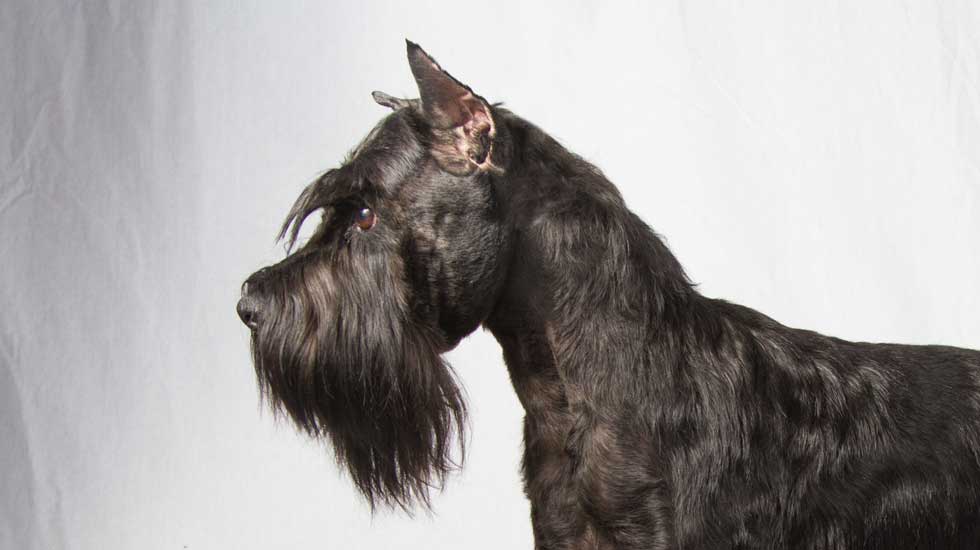 History of Standard Schnauzers