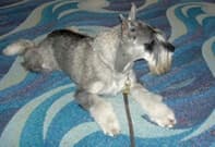 Standard Schnauzer’s Standard