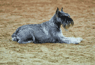 Standard Schnauzer’s Standard
