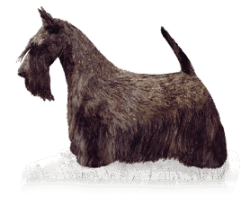 Scottish Terrier Standard Scottish Terrier Standard