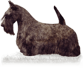 Scottish Terrier Standard Scottish Terrier Standard