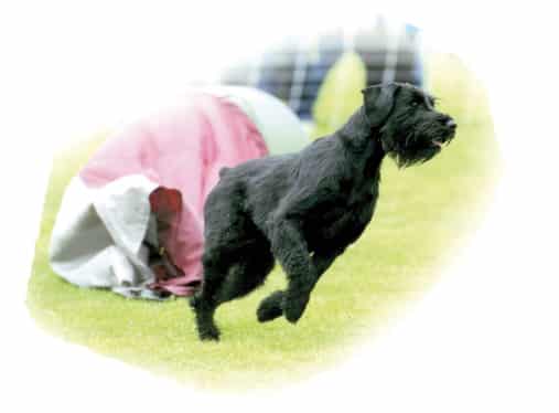 The Giant Schnauzer | It’s All About the Breed Standard