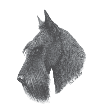 Scottish Terrier Standard Scottish Terrier Standard