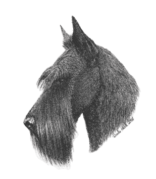 Scottish Terrier Standard Scottish Terrier Standard