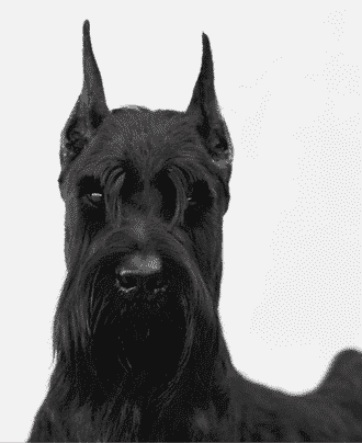 Giant Schnauzer Breed Standard Giant Schnauzer Breed Standard