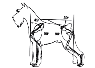 Standard Schnauzer's Standard Standard Schnauzer's Standard